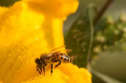Bees at work, pollinating pumpkin flower Stock Photos
