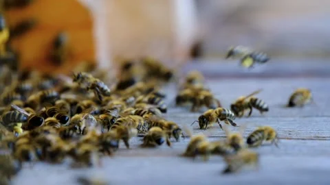 Bees work to produce honey for us Stock-Footage 257082623