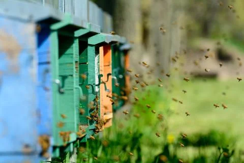 Bees at work in the spring Stock Photos