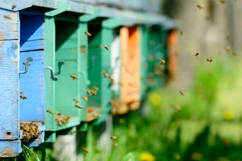 Bees at work in the spring Stock Photos