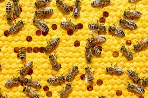 Bees work on a wax cell with larvae. honeycomb with small larvae of bees. Apis Stock Photos