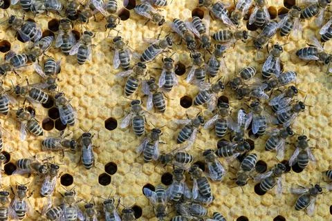 Bees work on a wax cell with larvae. honeycomb with small larvae of bees. Apis Stock Photos
