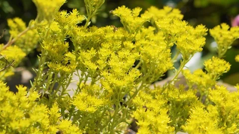 Bees work on yellow flowers timelapse Stock Footage 94485215