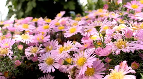 Bees working and flying over pink bush flowers Stockbeeldmateriaal 42797115