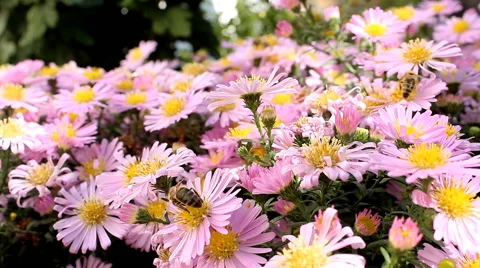 Bees working and flying over pink bush flowers Stock Footage 42797190