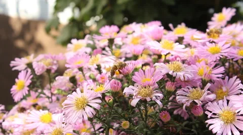 Bees working and flying over pink bush flowers Stock Footage 42797393