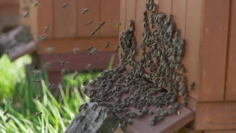 Bees Working in Apiary. Beekeeping and Beehives. Stock Footage 130274458