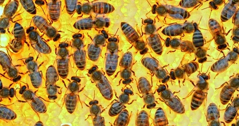 Bees working a back lit frame with honey close up Stock Footage 100541091