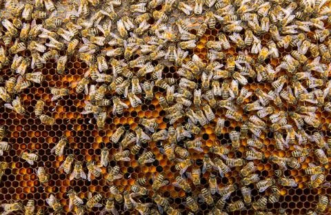 Bees working on bee frame Stock Photos