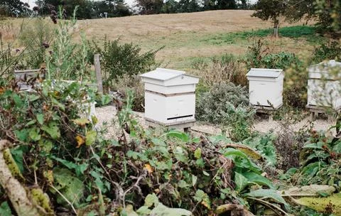 Bees working in a bee hive in a private garden Stock Photos
