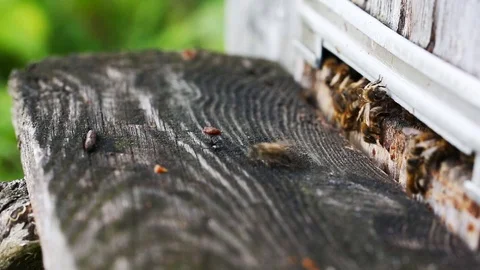 Bees working on beehive, macro Video stock 127320946