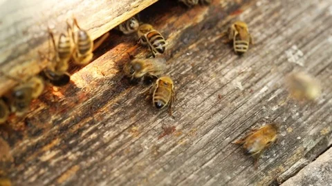 Bees working on beehive, macro Stock Footage 127321121