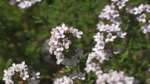 Bees, working on a blooming thyme in a garden Stock Footage 73466111