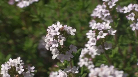 Bees, working on a blooming thyme in a garden Stock Footage 73466153