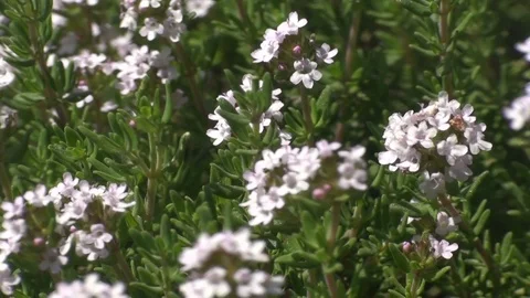 Bees, working on a blooming thyme in a garden Stock Footage 73466595
