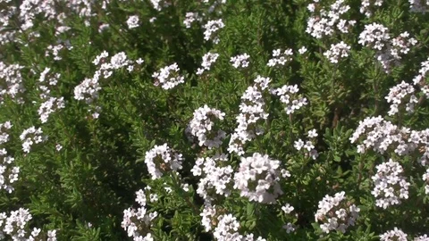 Bees, working on a blooming thyme in a garden Stock Footage 73466976
