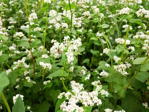Bees working of common buckwheat. Collecting nectar for honey from cultivated Stock Photos