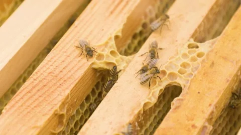 Bees working diligently in a hive during a sunny afternoon Stock Footage 303982548
