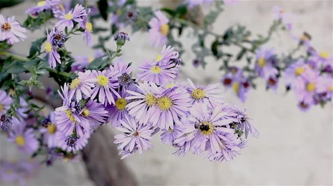Bees working on flowers Stock Footage 44024425