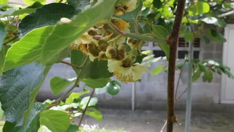 Bees working on the flowers of a kiwi tree Stock Footage 243108363