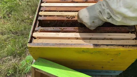Bees Working Hard Stock Footage 136348748