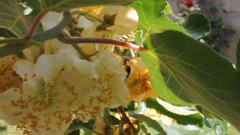 Bees working hard in my orchard Stock Footage 246241829