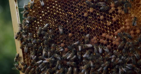 Bees working on a hive building the honeycomb, close up slow motion Stock Footage 247785113