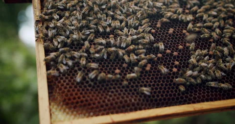 Bees Working On A Hive Building The Honeycomb, Medium Close Slow Motion Stock Footage 247785433