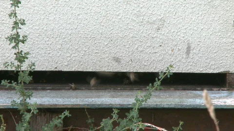 Bees working in the hive Stock Footage 541229