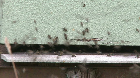 Bees working in the hive Stock Footage 572744