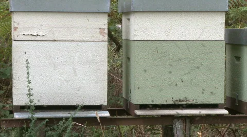 Bees working in the hive Video stock 595810