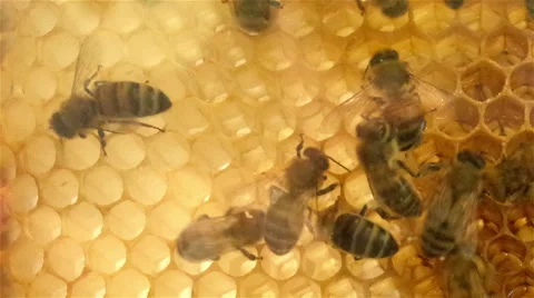 Bees working in hive Stock Footage 54700186