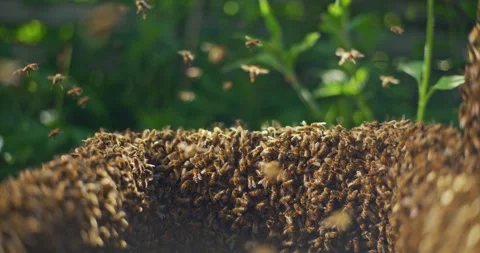 Bees Working in the Hive Stock Footage 275521143