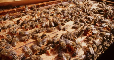 Bees Working in the Hive Producing Honey Stock Footage 277002258