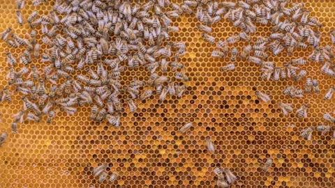 Bees working on honey cells in beehive timelapse 動画素材 130447810