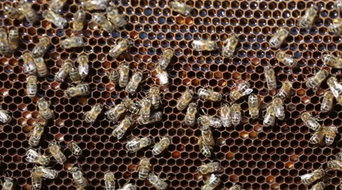 Bees working on honey cells Stock Footage 41808290