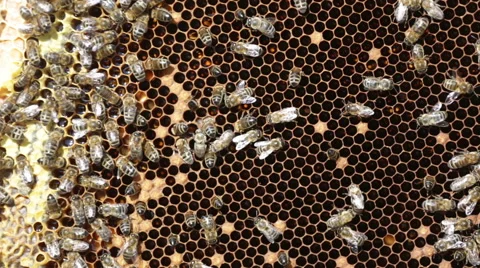 Bees working on honey cells Stock Footage 42971567