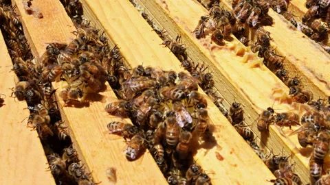 Bees working on honeycomb in beehive during late summer Video stock 337887292