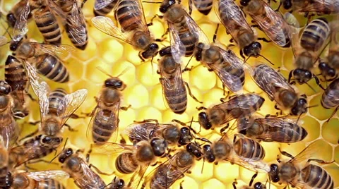 Bees working on honeycomb, close up Stock Footage 45423969