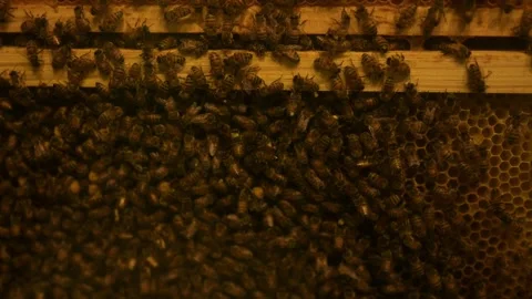 Bees working on a honeycomb-filled hive frame close-up Stock Footage 326388534