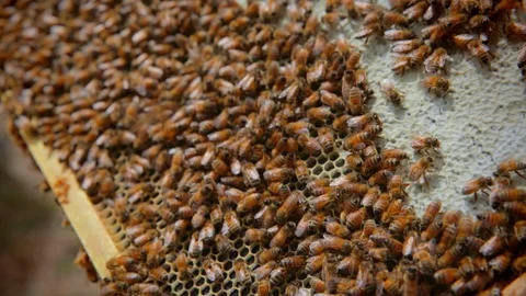 Bees working on honeycomb Stock Footage 111995287
