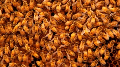 Bees working on honeycomb, Stock Footage 135700004