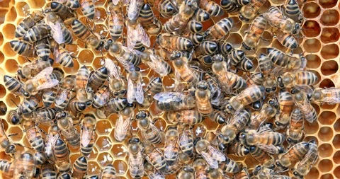 Bees working on a honeycomb with honey close up Stock Footage 100541779