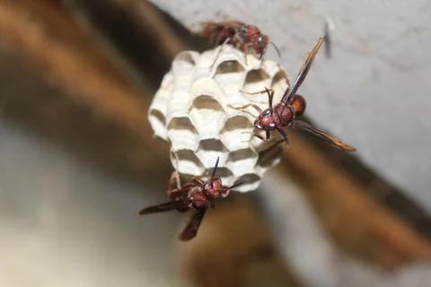 Bees working on honeycomb. Stock Photos