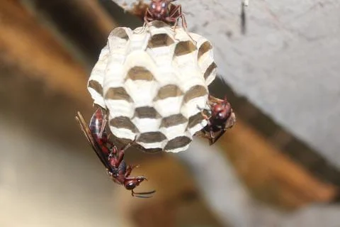 Bees working on honeycomb. Stock Photos