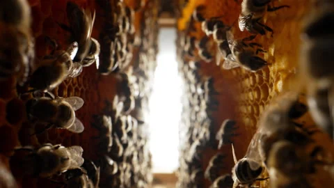 Bees working process extreme macro view. Inside hive, wax, honey, nectar, brood Stock Footage 246590952
