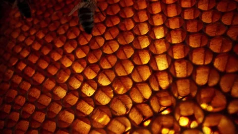 Bees working process extreme macro view. Inside hive, wax, honey, nectar, brood Stock Footage 246591593