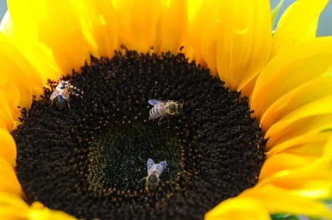 Bees working on a sunflower Foto stock