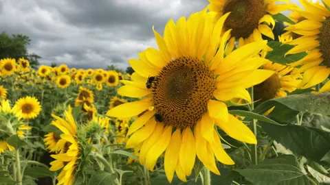 Bees working on a sunflower with storm clouds in the sky. Vídeo Stock 162486924
