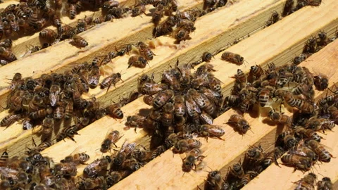 Bees working together to make honey inside beehive in garden during summer Video stock 338116621